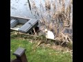 Curious swan