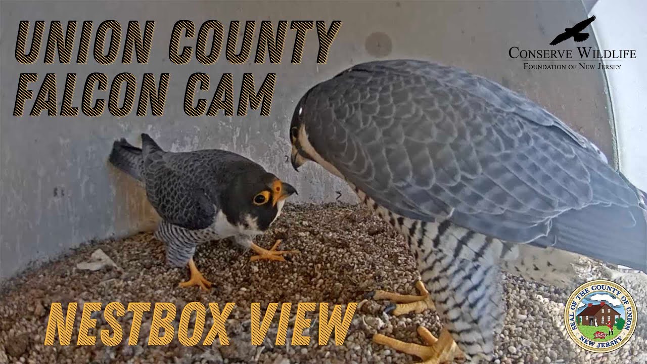 Live webcam view of Peregrine Falcon Nestbox Cam, Elizabeth