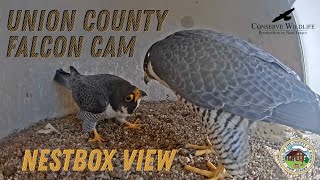 Union County Falcon Cam / Nestbox View live webcam