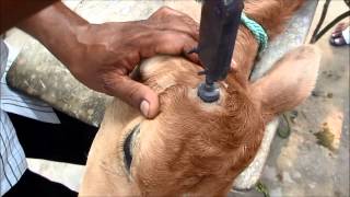 Debudding of a calf