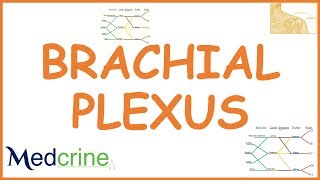 brachial plexus simplified