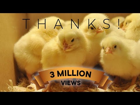 , title : 'Baby Chicks Hatching Farm - Hatchery Chicks - Modern Chicks Poultry Farming Technology'