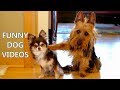 [funny dogs] *Try Not To Laugh Challenge* Funny Dogs Compilation - Funniest Dog Videos 2017