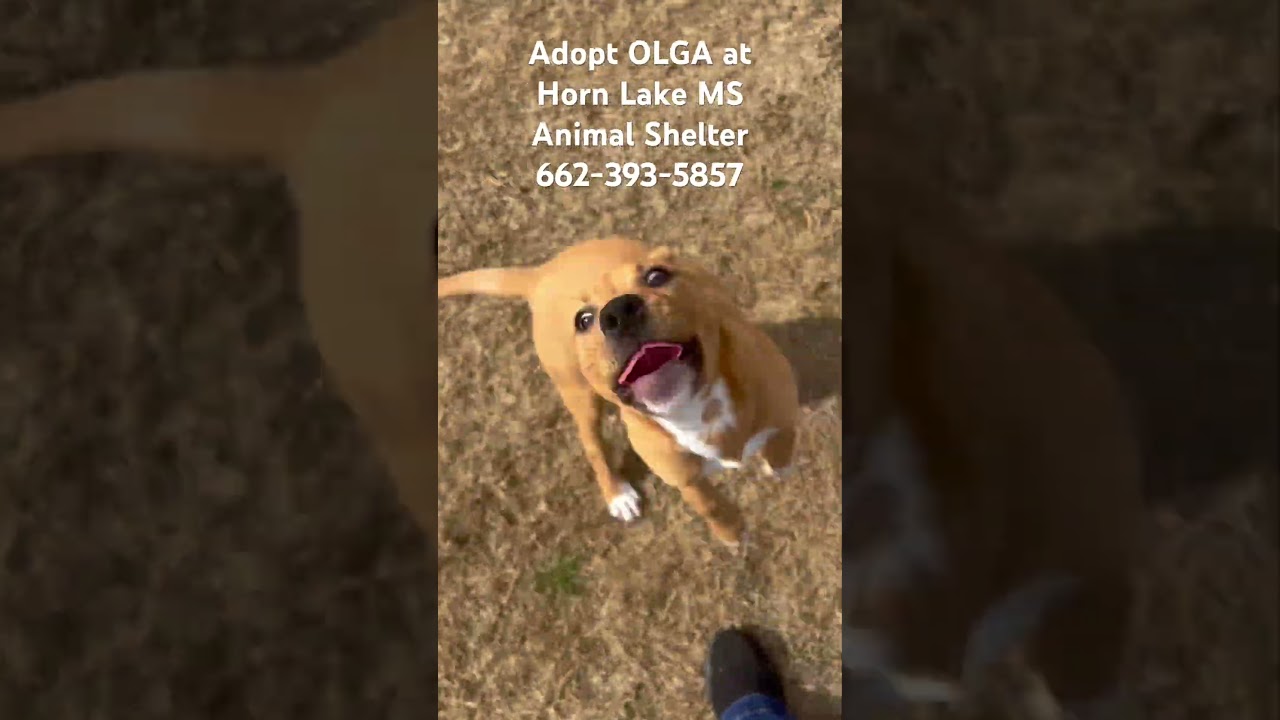 Enlarge Olga, a ADOPTABLE mixed breed in Horn Lake, MS video 6/6