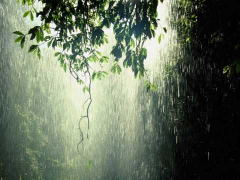 Cool Forest Rain - Dan Gibson