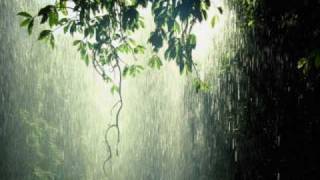 Cool Forest Rain - Dan Gibson