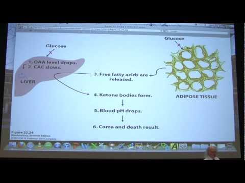 #37 Biochemistry Fat/Fatty Acid Metabolism I Lecture for Kevin Ahern's BB 451/551