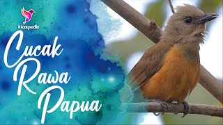 Download lagu Pitohui Bird Song Call And Singing Chirping mp3 Download lagu Pitohui Bird Song Call And Singing Chirping mp3