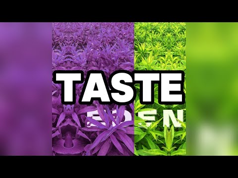 STIM - taste (Official Lyric Video)