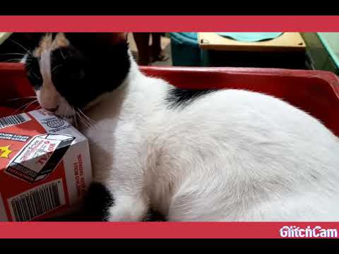 KIRAT SO ENERGETIC & NAUGHTY CAT