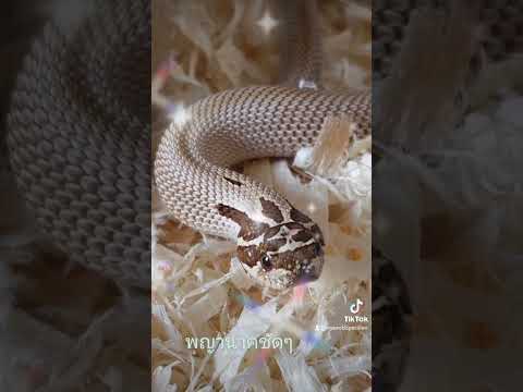 พญานาคชัดๆ