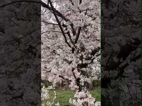【WEBサギタリウス】京都の桜スポット3選 行ってみました！