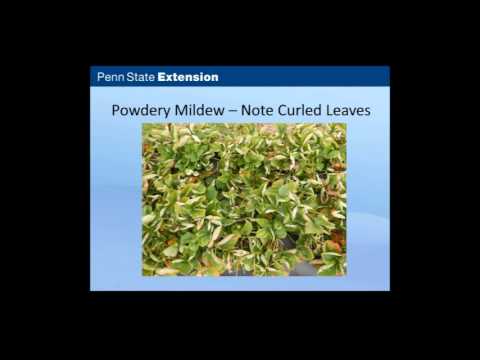 Verificação da pré-temporada de Berry (widescreen)