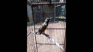 Download lagu masteran suara curut kejepit mp3