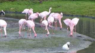 preview picture of video 'Lesser flamingos natural feeding'