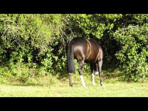 Cabanha Guanabara   Mulata