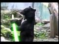 Kung Fu Bear Finds  a Light Saber