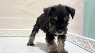 ミニチュアシュナウザーの動画01