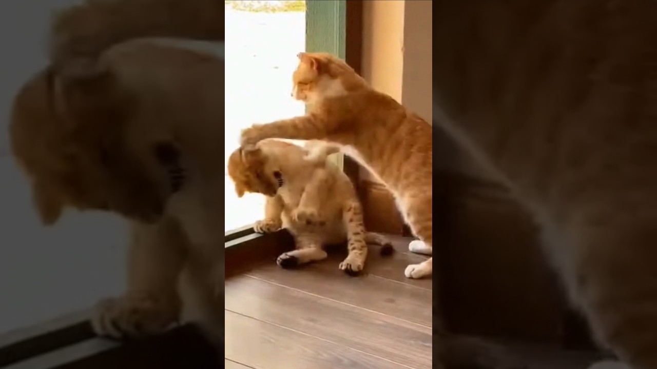 Cheese Cat Smacks Baby Lion—Until Dad Lion Shows Up 😂🦁🐱