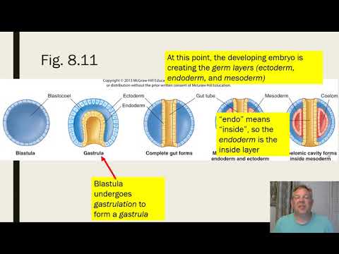 Zoology Lab 02 - Animal Architecture and Development