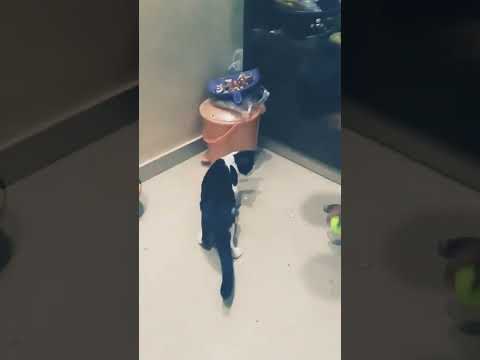 Our first pet new male cat