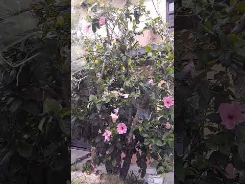 Mira que clavel,más lindo🌺🌿🌺estaba en Santo Tomas🌺🇸🇻