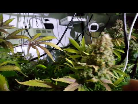 Our AK-47 grow progress