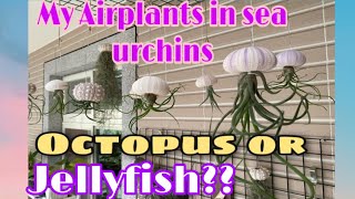 Airplants in Sea Urchins like Jellyfish || Hanging Airplants ideas #airplants