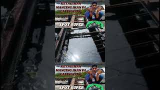 Download lagu MANCING AMBYAR DAPAT NYA MERAH DELIMA #mancing #shorts mp3 Download lagu MANCING AMBYAR DAPAT NYA MERAH DELIMA #mancing #shorts mp3