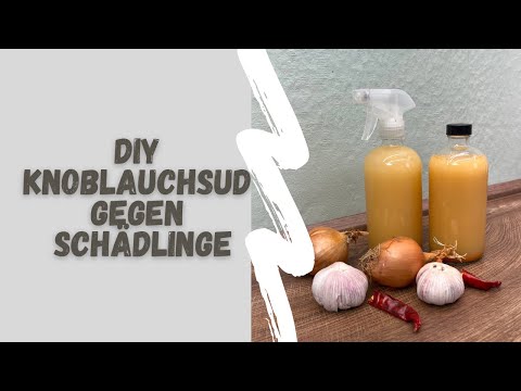 DIY Knoblauchsud gegen Schädlinge im Gemüsegarten 🙌🏻