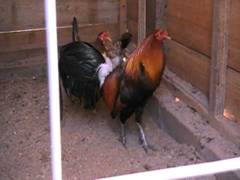 SEMENTAL HATCH GILMORE FROM J  JUMPER  SWEATER 5K J  JUMPER