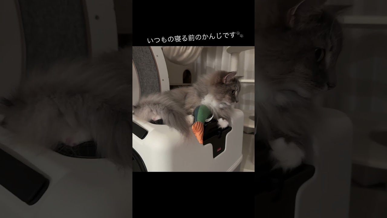 きょうのさくら家🐾うにとらとろちゃんです #1