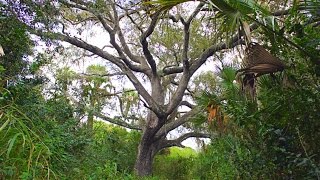 Devil&#39;s Tree, Florida - The Real Story Behind The Haunted Location