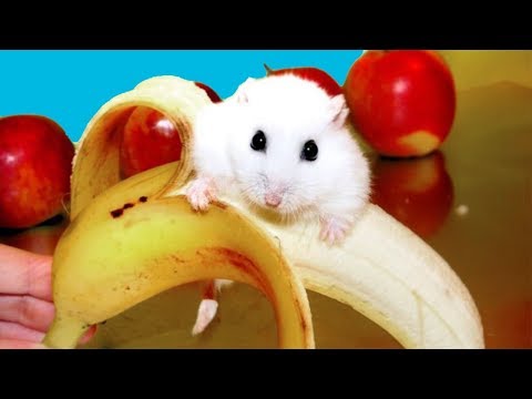download lagu mp3 mp4 Hamster Eating Banana, download lagu Hamster Eating Banana gratis, unduh video klip Hamster Eating Banana