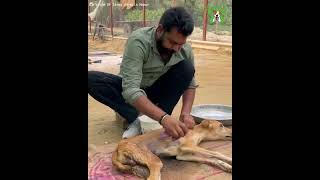 VOICE OF STRAY ANIMALS VOSAH