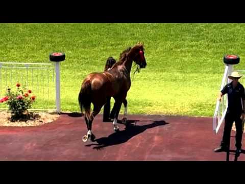 ASCOT 11 NOV 2015, RACE 1 - Big Red Costa - Wally Mitchell