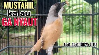Download lagu suara cendet gacor pagi siang sore Toet Toet Bikin Cendet Manapun Nyaut dg sekali Dengar mp3