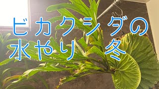 ビカクシダに肥料をあげました Vlog 21 ビカクシダ コウモリラン 植物のある暮らし Platycerium 観葉植物 植物 ハイポネックス أفضل موقع لتشغيل ملفات Mp3 مجان ا ビカクシダに肥料をあげました Vlog 21 ビカクシダ コウモリラン 植物のある暮らし Platycerium 観葉植物 植物 ハイポネックス أفضل موقع لتشغيل ملفات Mp3 مجان ا
