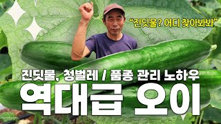오이 종합 솔루션-! 품종과 농약, 비료 3가지만 바꾸시면 최상품 오이를 수확할 수 있습니다-!