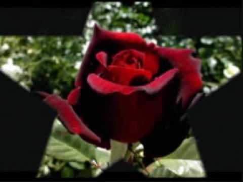 Amália Rodrigues - Rosa de Fogo