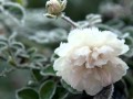 Белые цветы А.Шапиро.wmv 