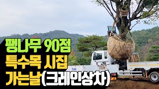 팽나무 90점 특수목 시집가는 날크레인 상차 | 나무대장