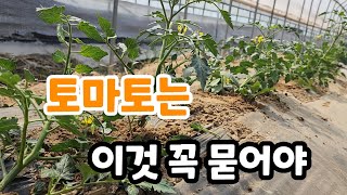 토마토 여기 꼭 묻어 주면 토마토 주렁주렁