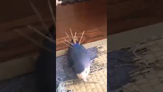 The bird wants a beautiful tail#shorts#viral#birds