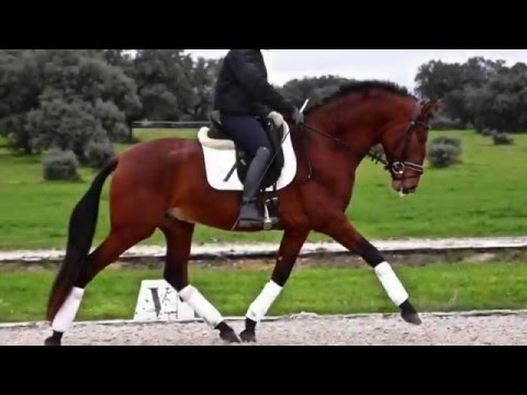 Escritor - Andalusian horse for sale - 164 cm