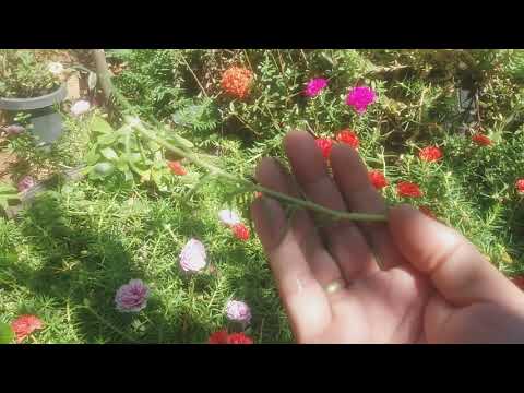 Onze horas lindas e floridas (dicas)🏵🏵🏵🏵🌺🌺🌺