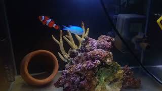 1.5呎海水缸小丑魚入住一個月紀錄