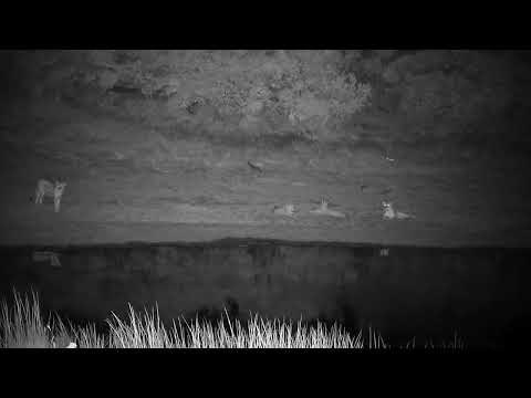 Djuma: Lions-Two Talamati Breakaway females roaring - 02:54 - 01/29/2023