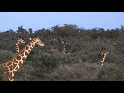 Giraffes Eating