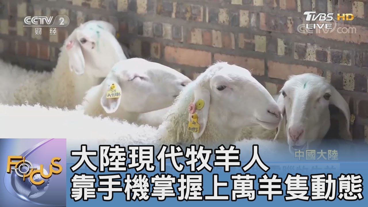 大陸現代牧羊人 靠手機掌握上萬羊隻動態